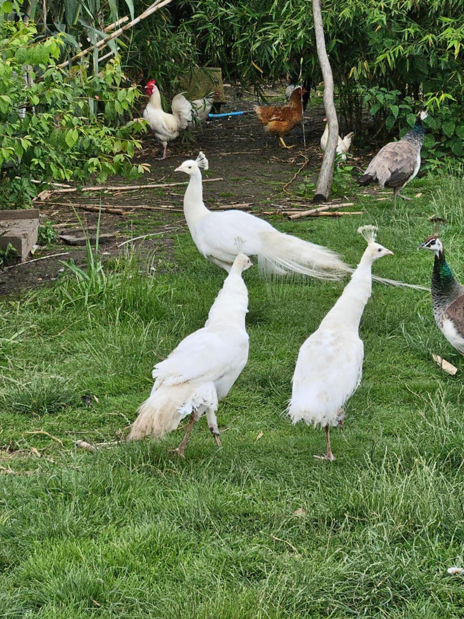 Chambre D Hotes Le Pigeonnier Fromelles Dış mekan fotoğraf